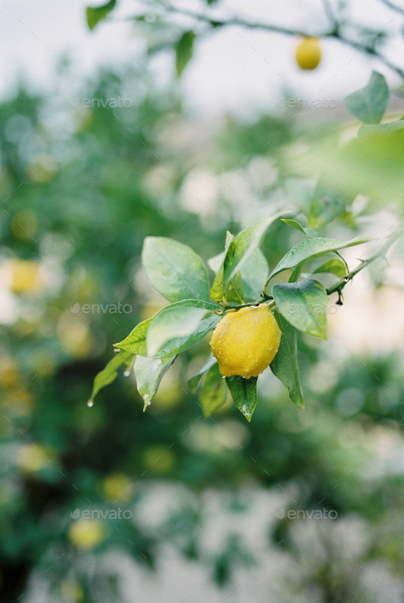Raindrops on a ripe yellow lemon hanging on a branch. Lake Como, Italy
