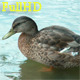 Duck Closeup - VideoHive Item for Sale