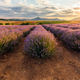 Lavender Filed At Sunset - PhotoDune Item for Sale