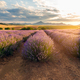 Lavender Filed At Sunset 2 - PhotoDune Item for Sale