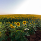 Field Of Sunflowers - PhotoDune Item for Sale