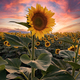 Field Of Sunflowers 4 - PhotoDune Item for Sale