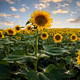 Field Of Sunflowers 5 - PhotoDune Item for Sale