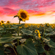 Sunflower During Sunset 4 - PhotoDune Item for Sale