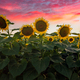 Field Of Sunflowers 6 - PhotoDune Item for Sale