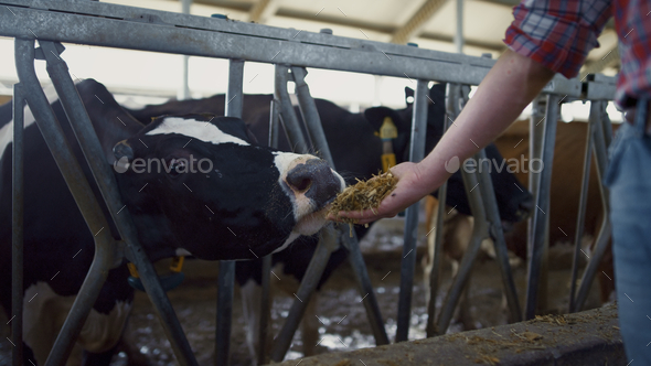 cattle barn cart cow manure