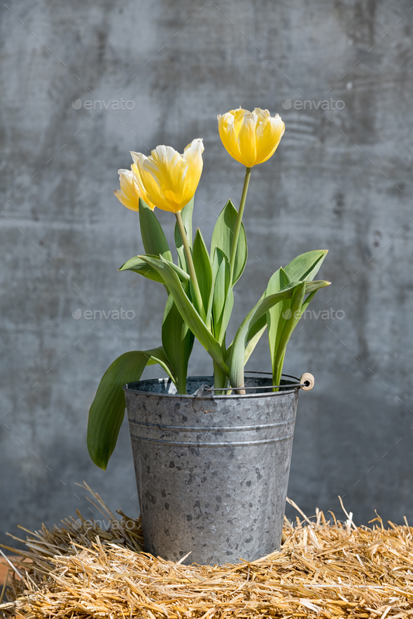Bucket of fresh yellow tulips