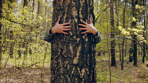 Arms Hugging a Tree In a Forest, showing Love and Care for Nature