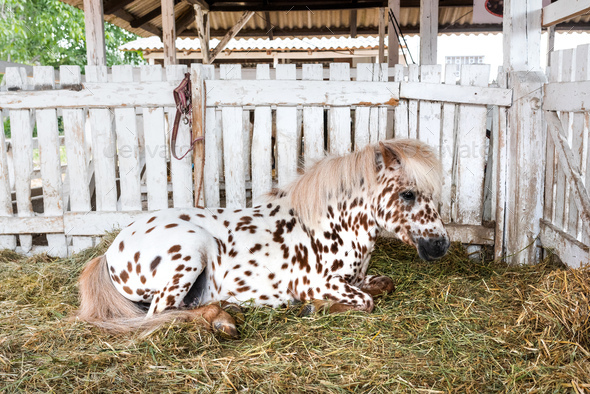 Beautiful pony horse coat marked with brown spots laying down in barn and resting