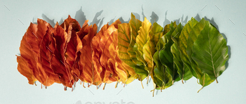 Creative layout of colorful autumn leaves. Flat lay banner