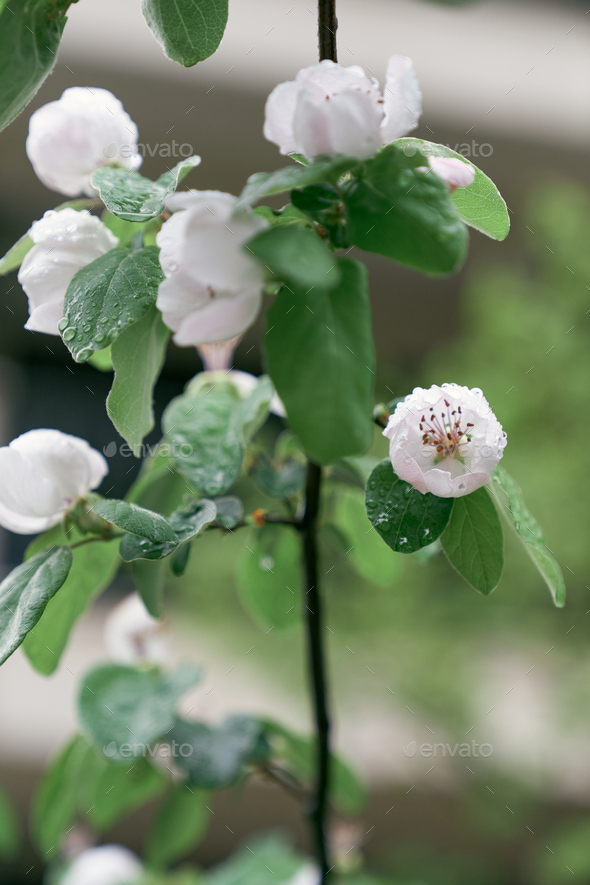 Branches of blooming white quince flowers with raindrops Stock Photo by