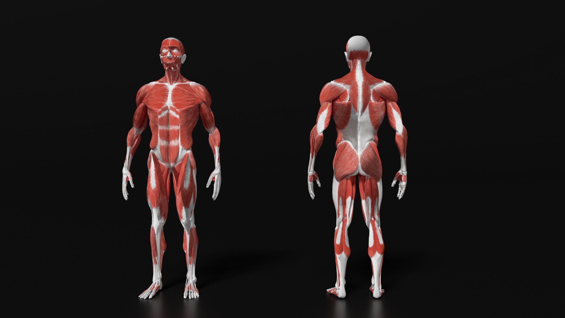 Male Body humens anatomy muscles by ap_89 | 3DOcean