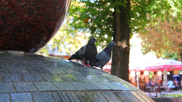 Pigeons In Fountain (3 Videos)