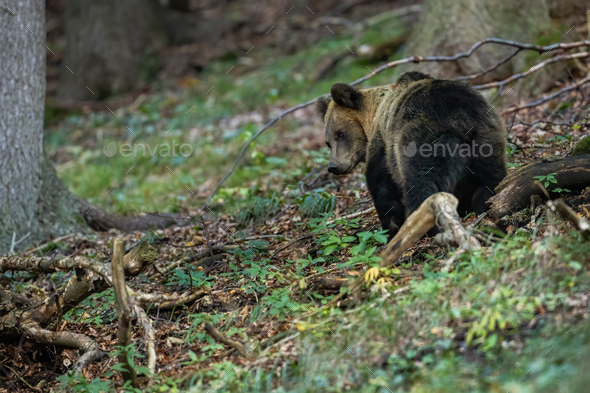 Scared brown bear going away and looking back in forest.