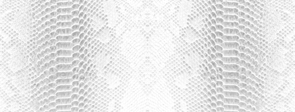 Skin Snake Background White Snake Skin Texture Close-up Stock Photo By 