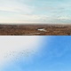 Flock Of Birds - Wide Flight Area - VideoHive Item for Sale