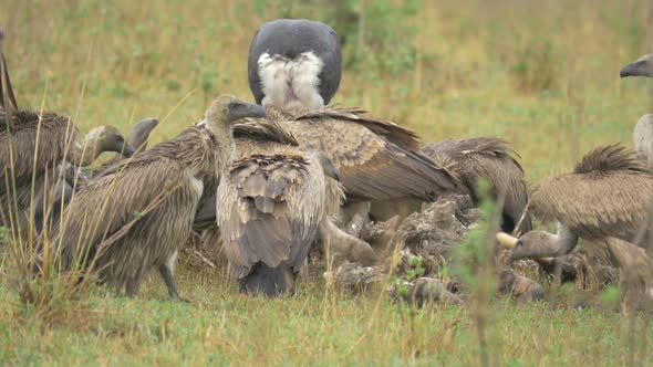 Vultures and Marabou storks eating alt