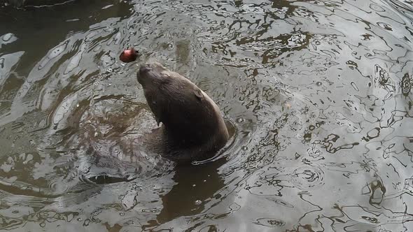 Smooth-coated otter , lutrogale perspicillata, adult standing in water, playing with a root alt