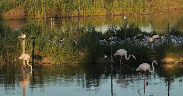 Greater flamingos and  flock of Mediterranean gull (Ichthyaetus melanocephalus) alt