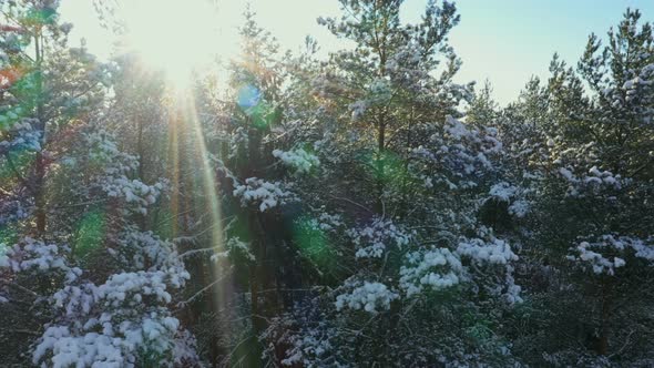 Forest in Snow in Contour Light