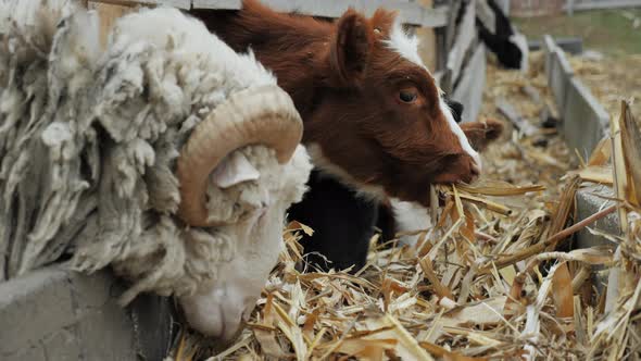 Cows and Sheep Eating Straw in the Stall on a Farm Closeup Chewing Hay alt