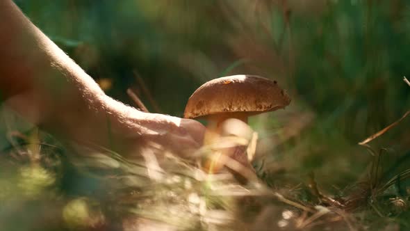 Male Hand Holding Mushroom in Closeup Autumn Green Organic Sunbeams Grass alt