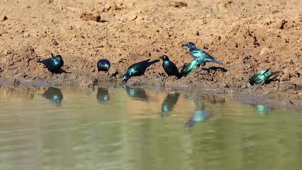 Cape Glossy Starlings Drinking Water alt