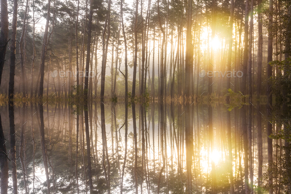 Foggy dawn on a forest lake. First sunbeams in the fog - Stock Photo - Images