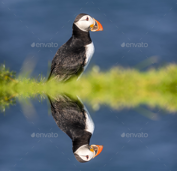 Atlantic Puffins bird or common Puffin in grass. Mykines, Faroe Islands. - Stock Photo - Images