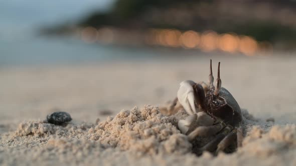 The Crab Stands on a Sandy Beach Near Its Burrow alt