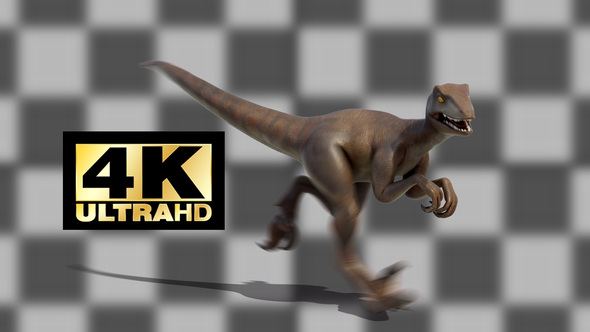Animation of Dinosaur Velociraptor Run Loop with Alpha Footage 4K