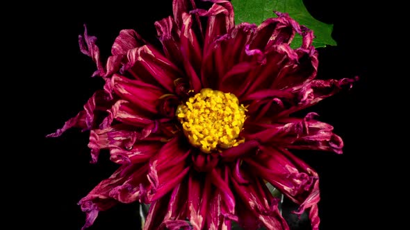 Red Dahlia Flower Wilt in Time Lapse on a Green Leaves Background. The Plant has Faded alt
