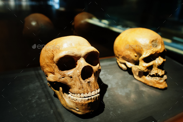 Two skulls in a raw showing humans evolution at museum.