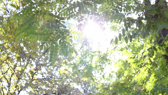 Sun In Trees 1