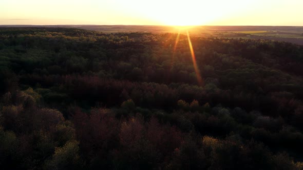Above Forest On Sunset