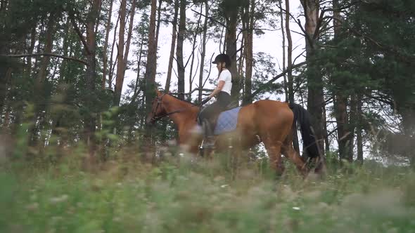 Female Rider on Horseback Riding Near the Forest Horse Walking Along a Forest Path Horsewoman Ride alt