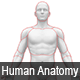 Interactive Human Anatomy - WordPress Plugin