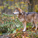 Wolf (Canis lupus) in autumn forest. Grey wolf in natural habitat - PhotoDune Item for Sale