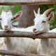 Young white goats standing in wooden paddock and looking at the camera - PhotoDune Item for Sale