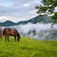 Beautiful mountain landscape with a horse. Foggy morning after the rain - PhotoDune Item for Sale