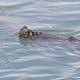 A Sea Otter With a Palette of Sea Urchins on its Chest - PhotoDune Item for Sale