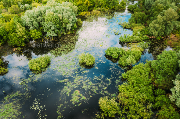 Aerial view of green forest and river marsh landscape in summer. Top view of european nature from
