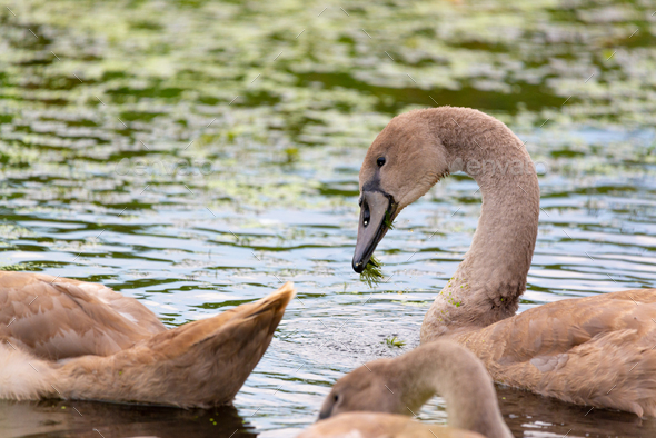 Juvenile Mute Swan, Cygnus olor on the water - Stock Photo - Images