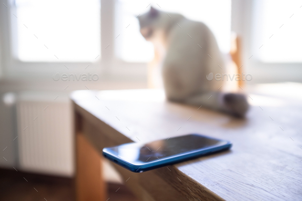 Smartphone is casually left on the edge of a table on which a cat sits and can drop the phone