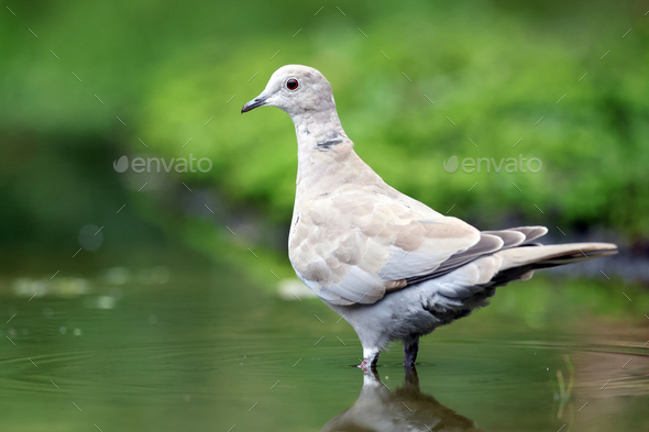 The Eurasian collared dove, Streptopelia decaocto - Stock Photo - Images
