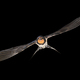 Barn swallow flying on black background - PhotoDune Item for Sale
