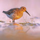 Dunlin in Wetland against bright background - PhotoDune Item for Sale