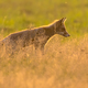 Red Fox juvenile hunting for mice - PhotoDune Item for Sale
