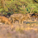Red deer rutting season Veluwe - PhotoDune Item for Sale