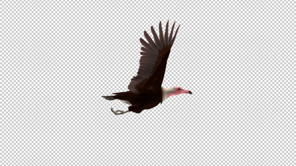 African Vulture Bird - Flying Griffon Raptor - Side View CU - Transparent Loop alt